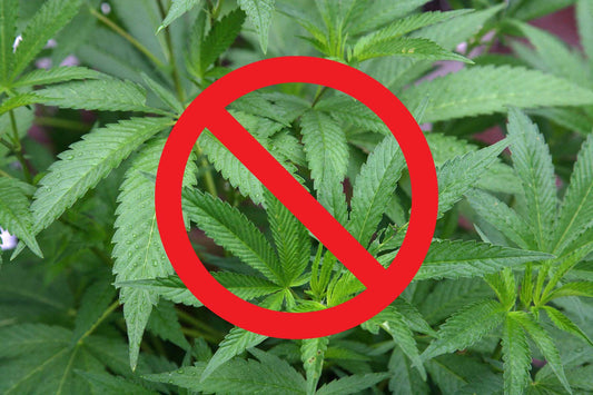 Texas Regulators Ban Hemp Flower, Keep Synthetic Gas Station Drugs
